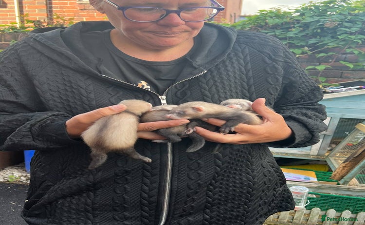 Ferret rodents - Advert 1
