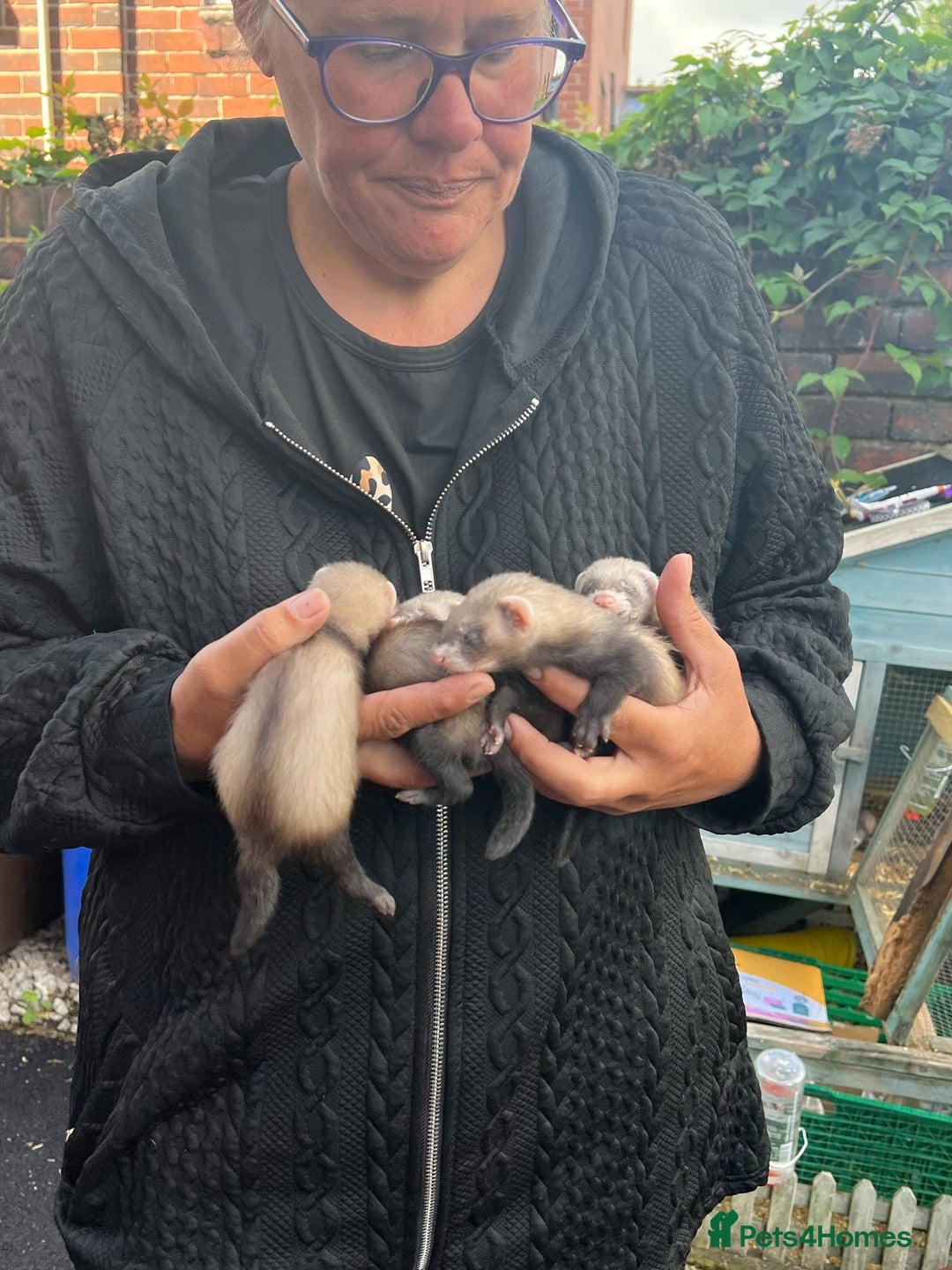 Ferret rodents for sale: Ferrets for sale  - Image 1