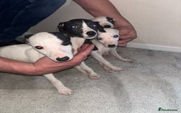 Whippet dogs for sale: whippet puppy’s  - Image 5