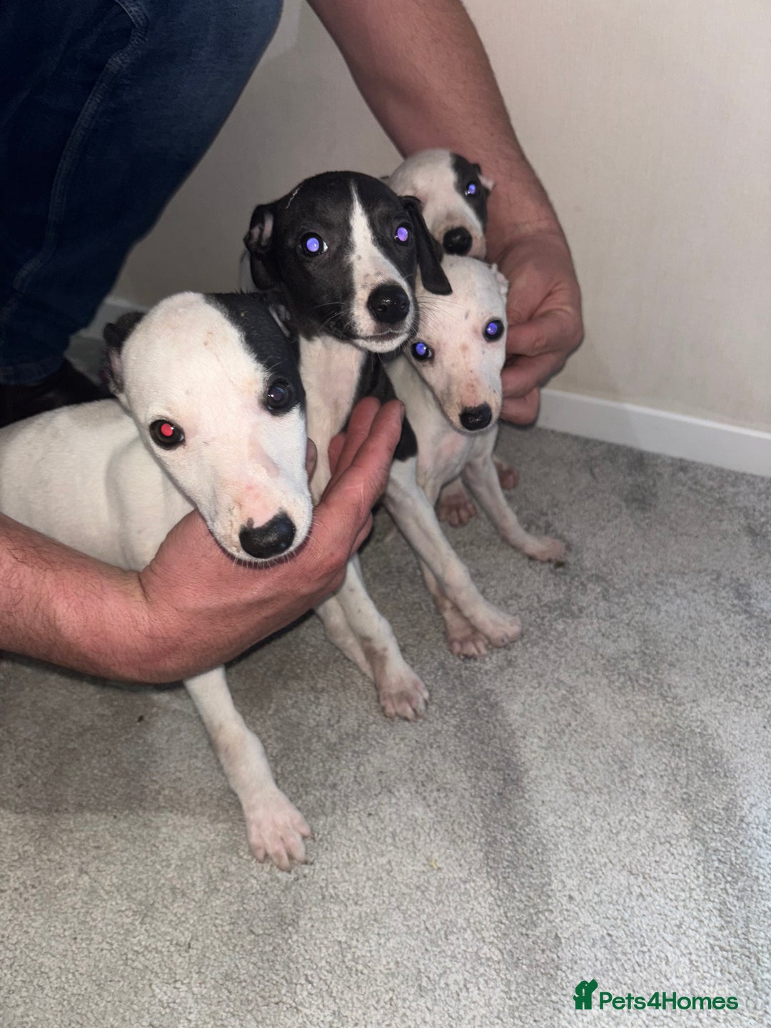 Whippet dogs for sale: whippet puppy’s  - Image 5