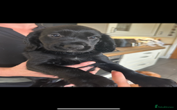 Cocker Spaniel dogs for sale: Excellent pedigree working Cocker Spaniel puppies - Image 15