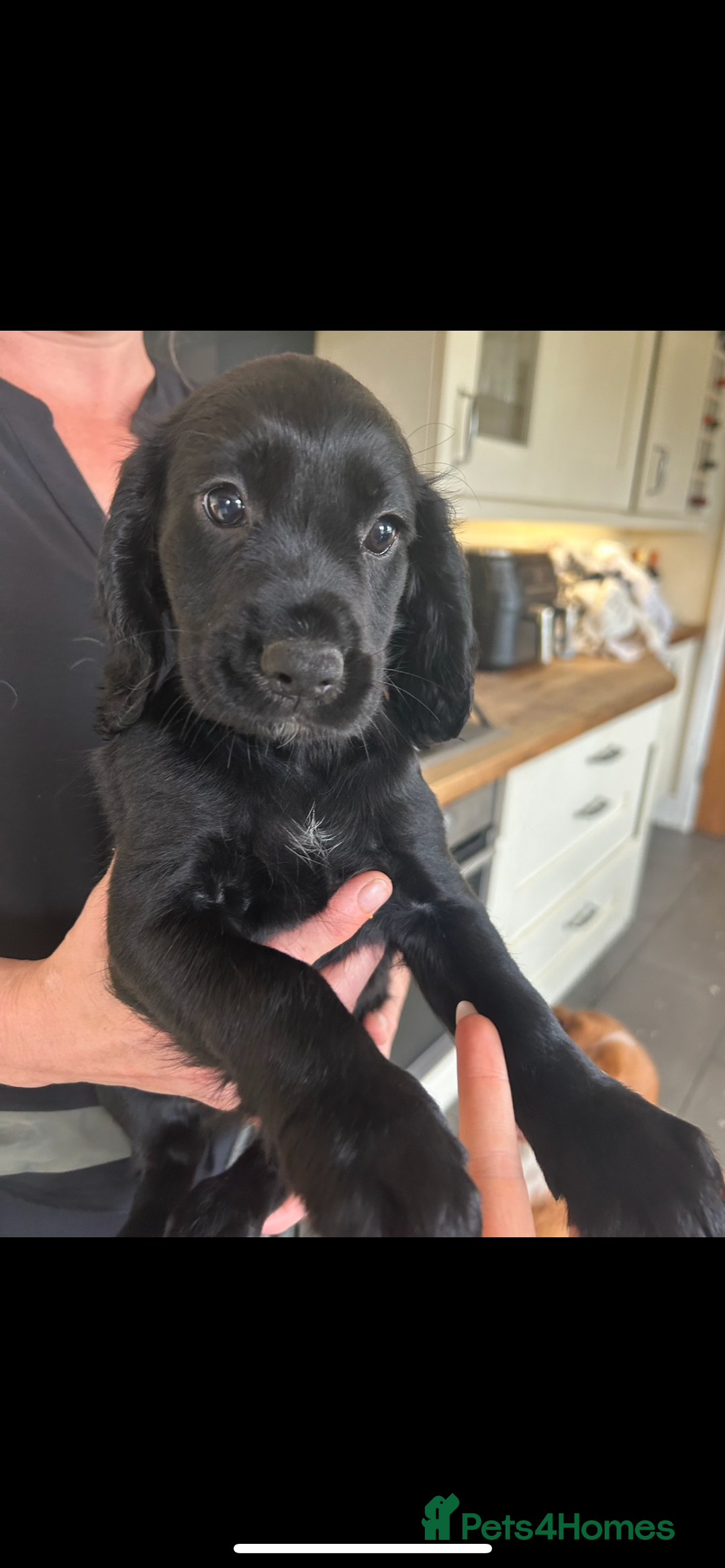 Cocker Spaniel dogs for sale: Excellent pedigree working Cocker Spaniel puppies - Image 15