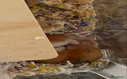 Hamster rodents for sale: Syrian hamster  - Image 3