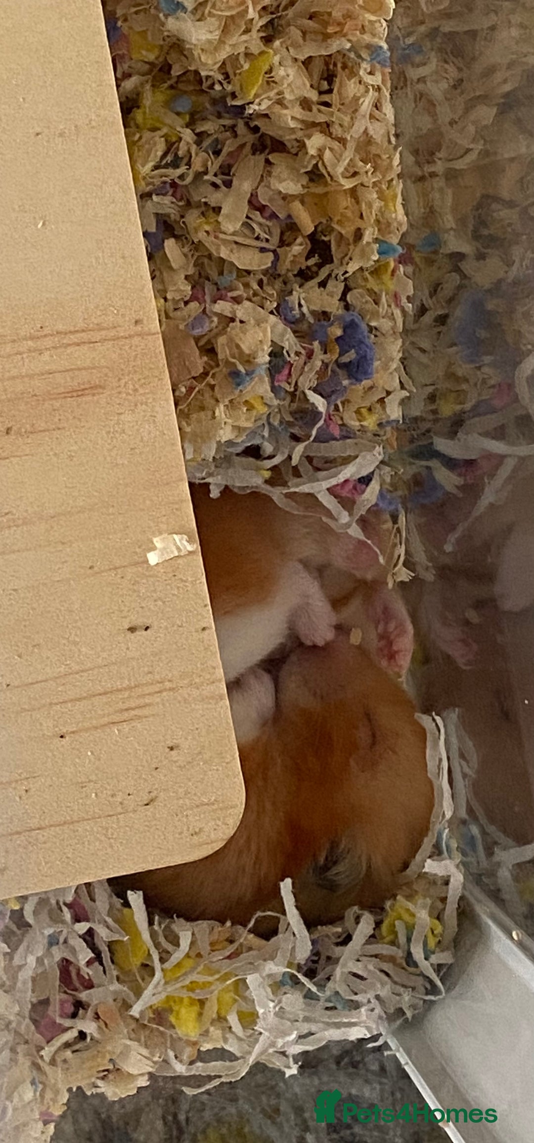 Hamster rodents for sale: Syrian hamster  - Image 3