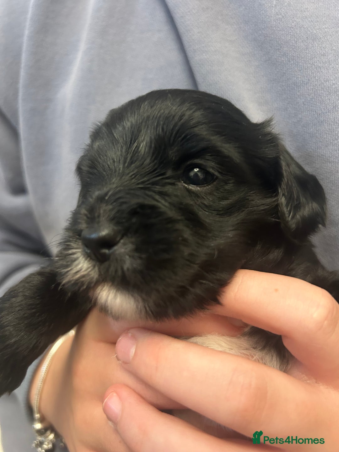 Mixed Breed dogs for sale: ‼️REDUCED 2 BEAUTIFUL YORKIPOO BOY READY NOW‼️  - Advert 8