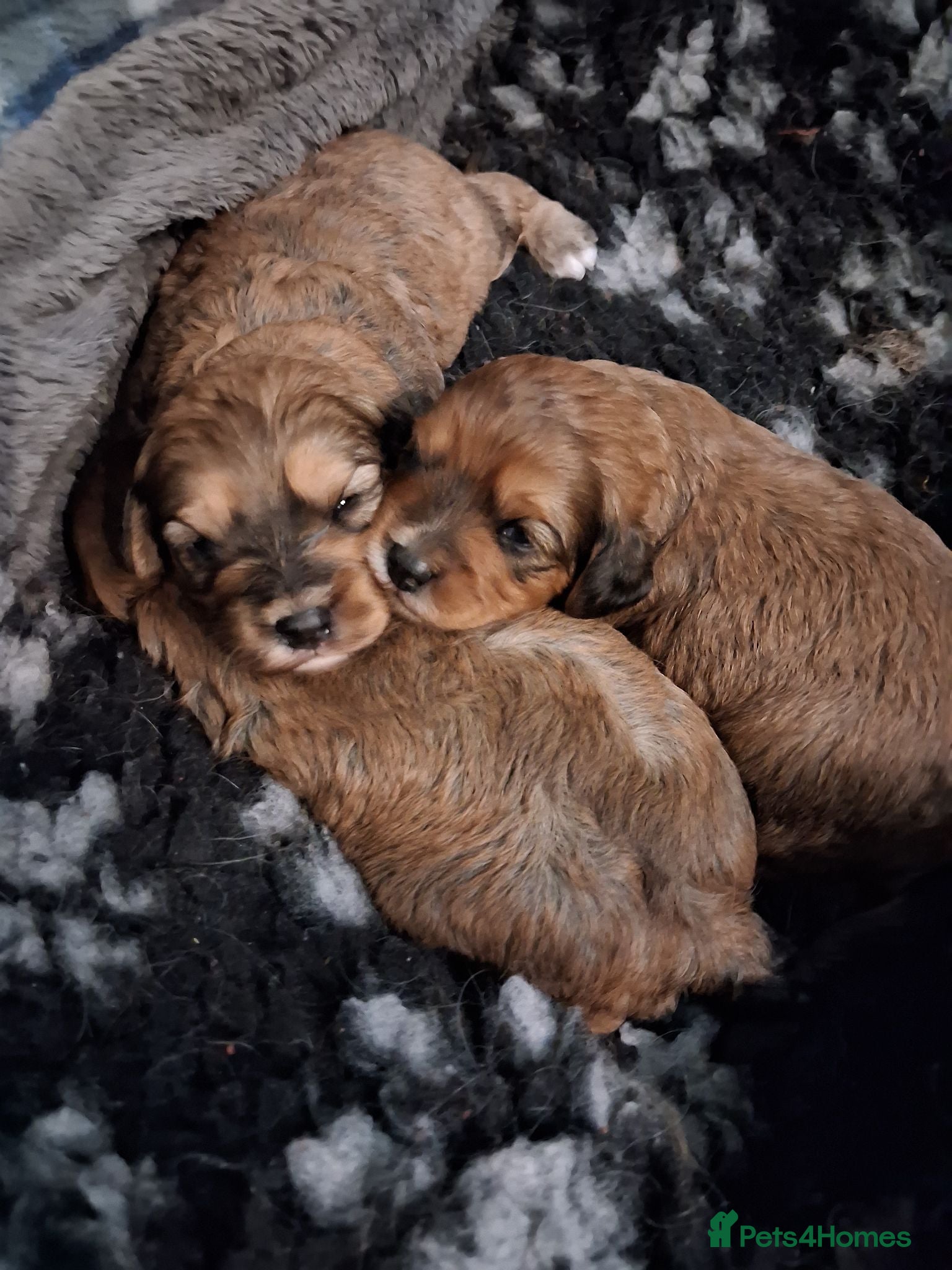 Cavapoo dogs Gorgeous F1 toy Cavapoo puppies - Advert 2