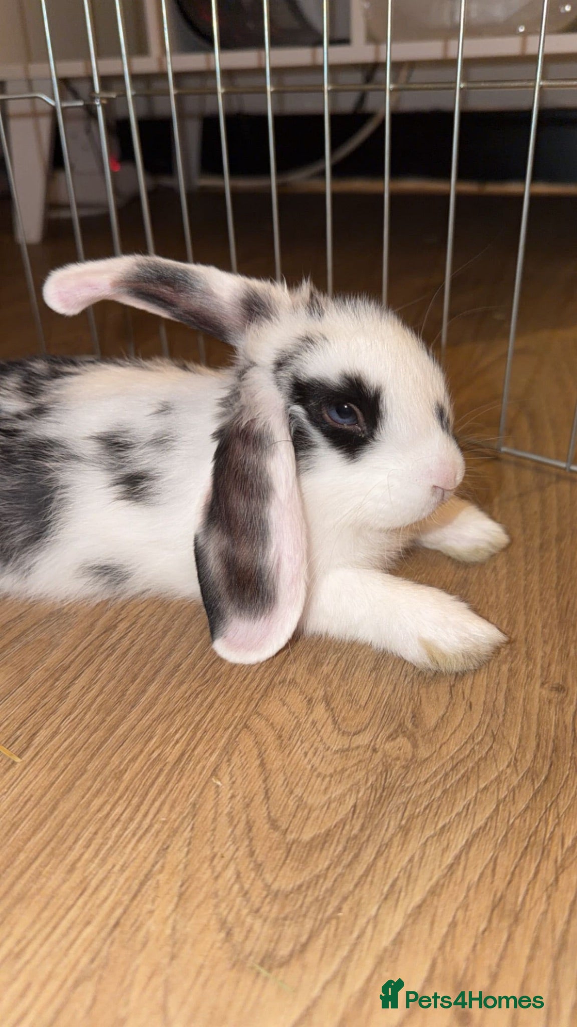 Mini Lop rabbits Last beautiful girl and boy mini lop buns - Advert 1