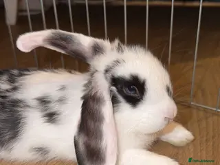 Mini Lop rabbits Last beautiful girl and boy mini lop buns - Advert 1