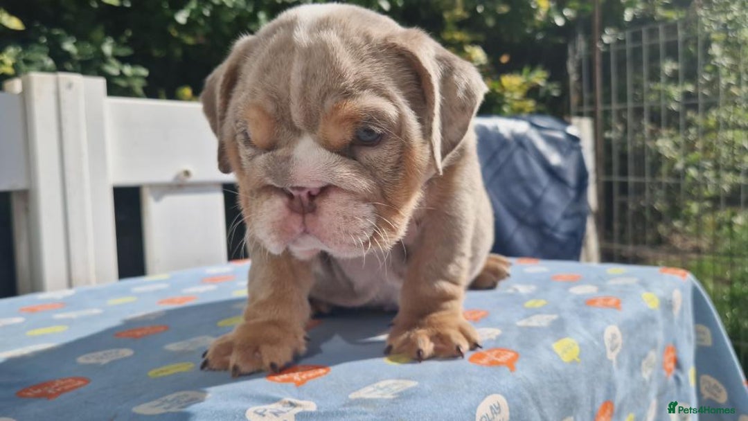 English Bulldog dogs for sale: HEALTHY HAPPY QUALITY PEDIGREE ENGLISH BULLDOG  - Image 7