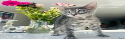 Bengal cats for sale: 3 Beautiful Blue Female TICA Reg Bengal kittens  - Advert 15