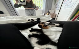 British Shorthair cats for sale: 4 Kittens for sale - Image 13