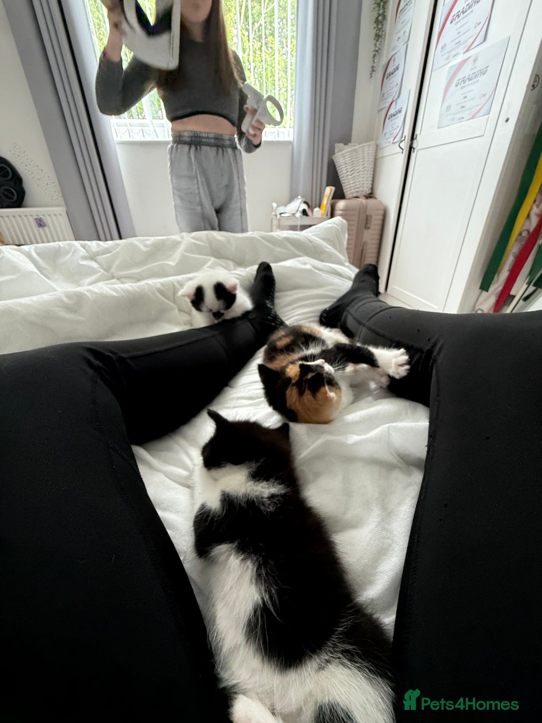 British Shorthair cats for sale: 4 Kittens for sale - Image 13