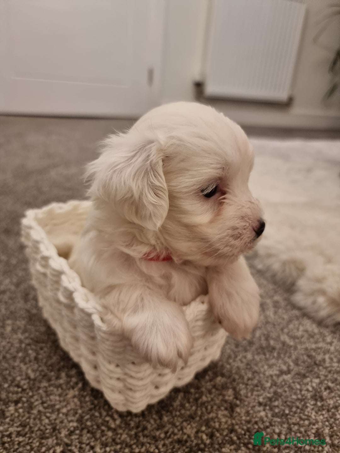 Maltipoo dogs for sale: Beautiful Maltipoo Puppies - Advert 6