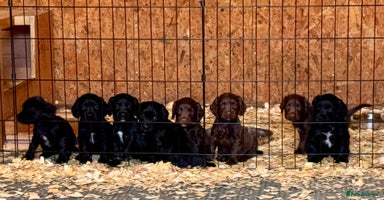 Sprocker dogs - Advert 2
