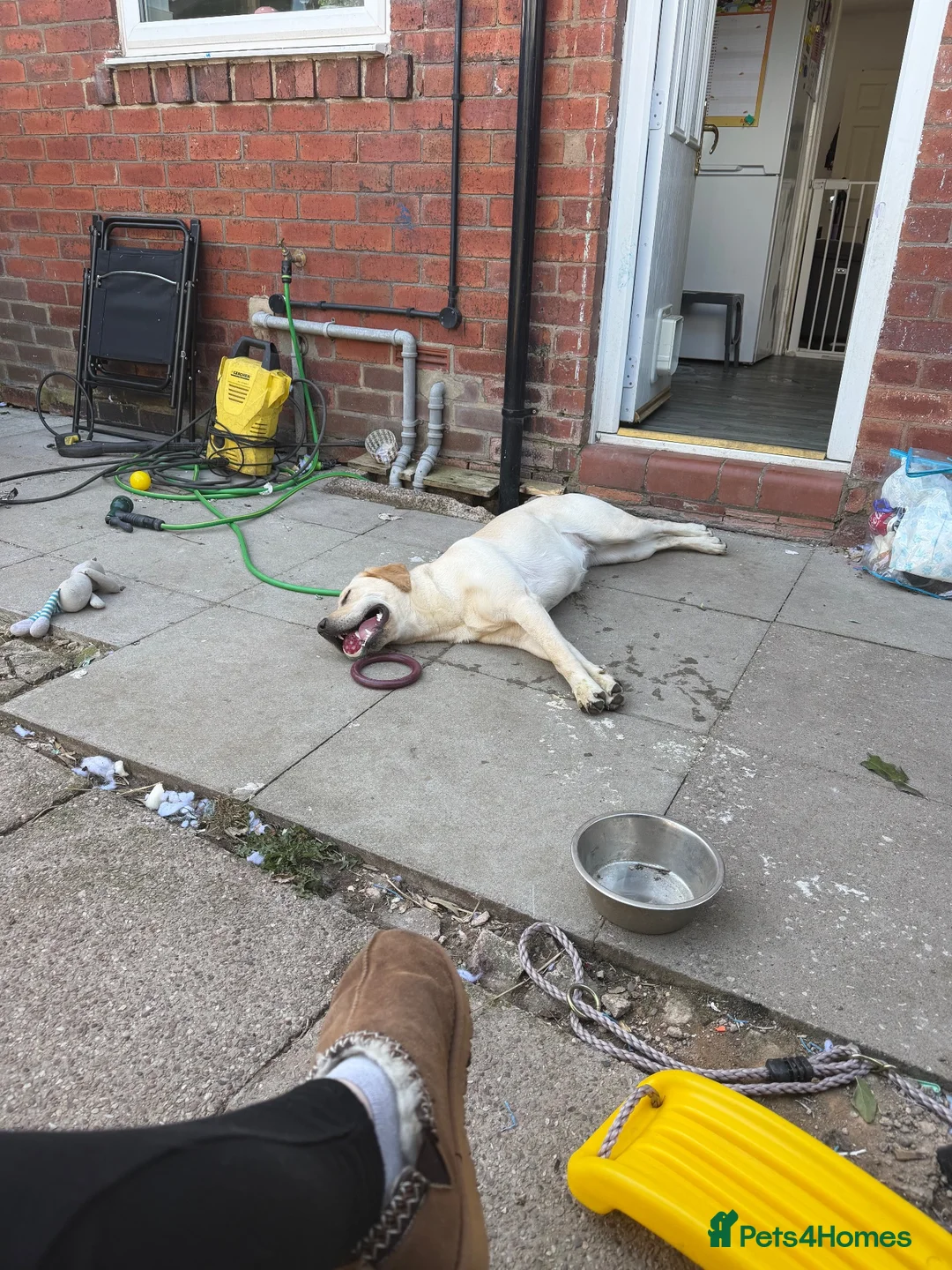 Labrador Retriever dogs for sale: 15 month old female Labrador  - Advert 10