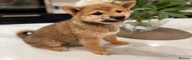 Japanese Shiba Inu Puppy 4