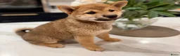Japanese Shiba Inu dogs for sale: Exceptional Shiba Inu Puppies for Sale in London - Advert 8