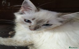 Ragdoll cats for sale: TICA Ragdoll Kittens (pet only)  - Image 16