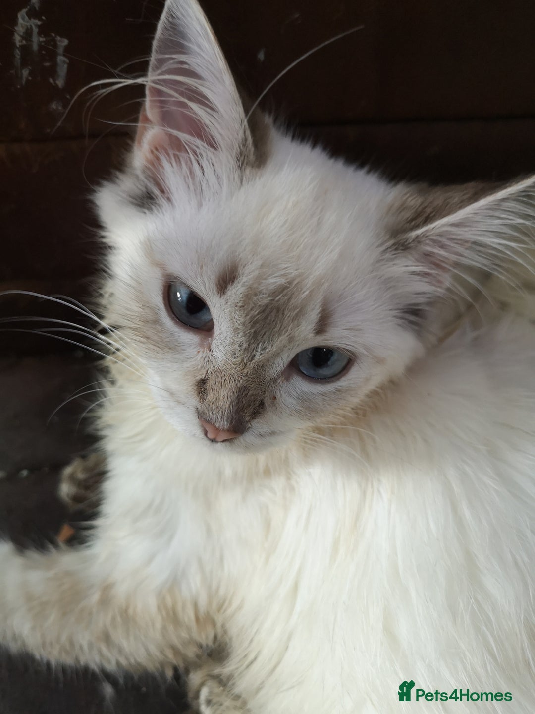 Ragdoll cats for sale: TICA Ragdoll Kittens (pet only)  - Image 16
