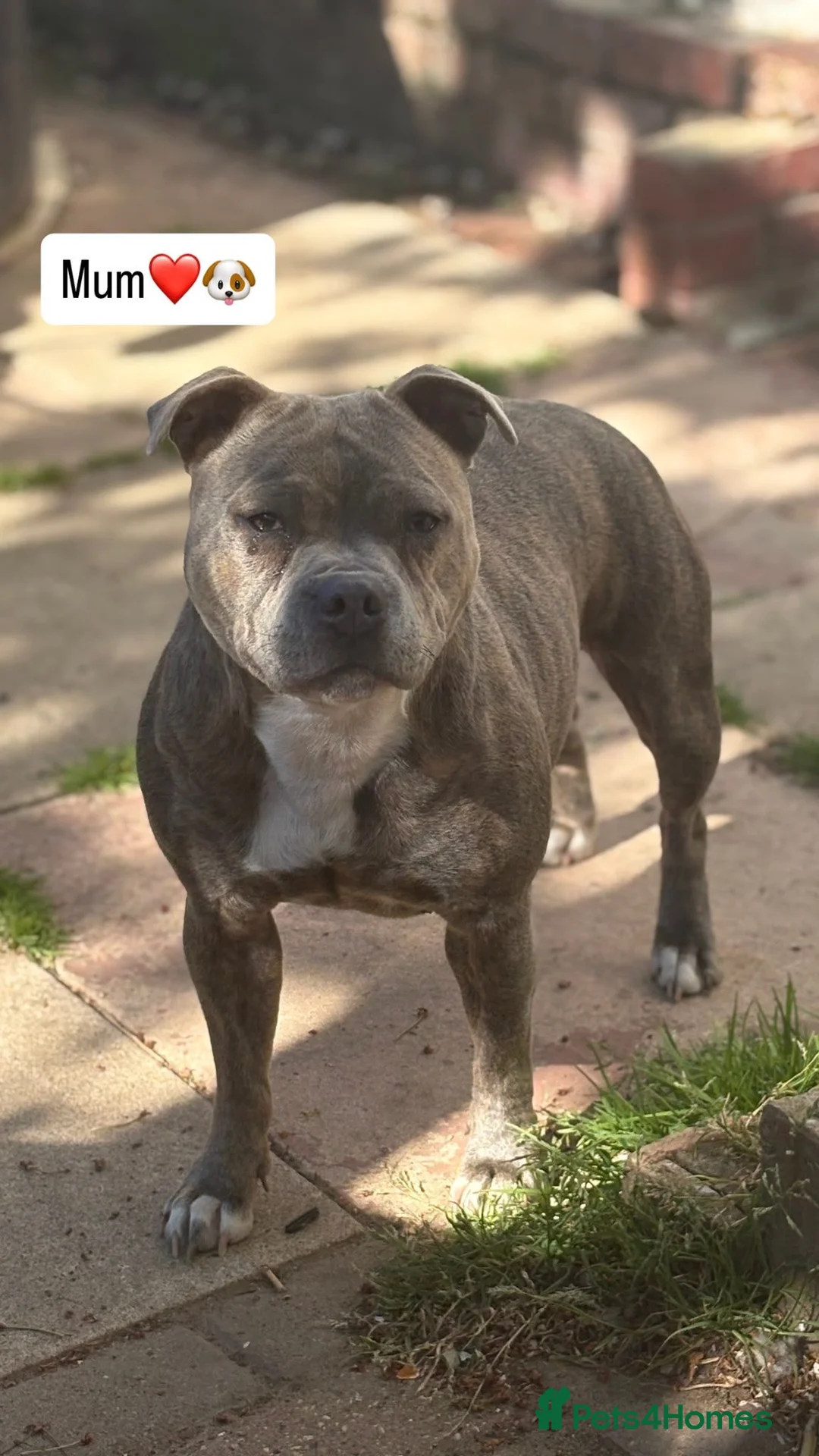Staffordshire Bull Terrier dogs for sale: Six beautiful blue/brindle staffy puppies. - Advert 2
