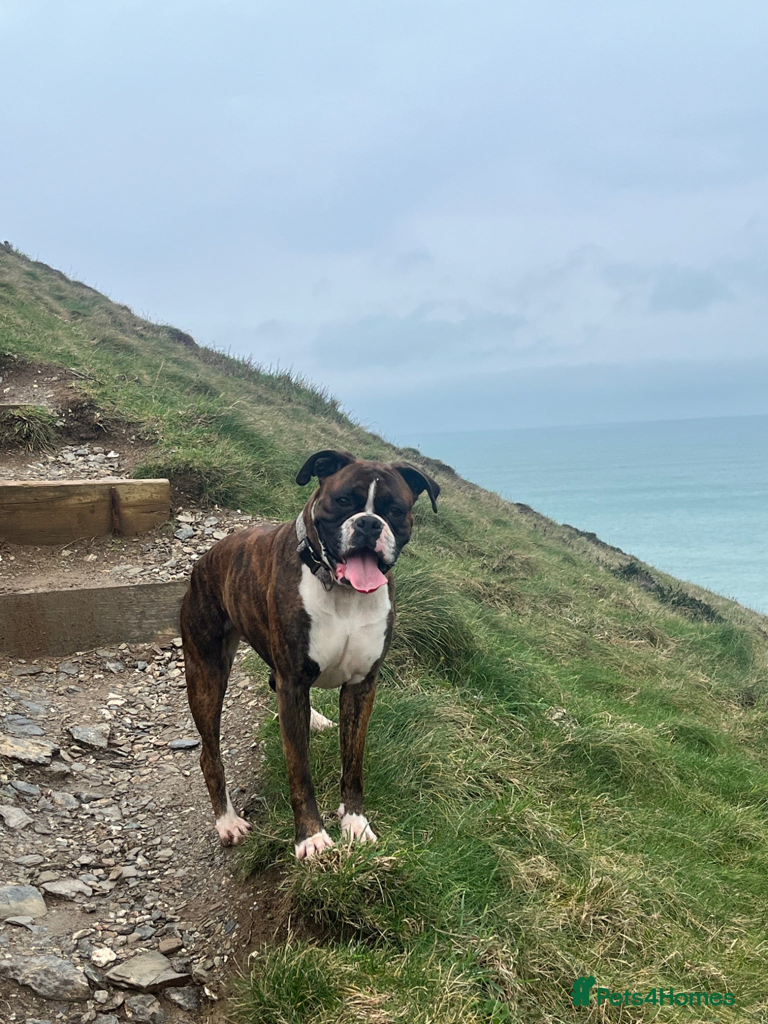 Boxer dogs KC registered boxers  - Advert 2