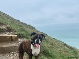 Boxer dogs KC registered boxers - Advert 2