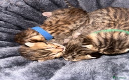 Bengal cats for sale: Stunning bengal x bsh kittens  - Advert 7