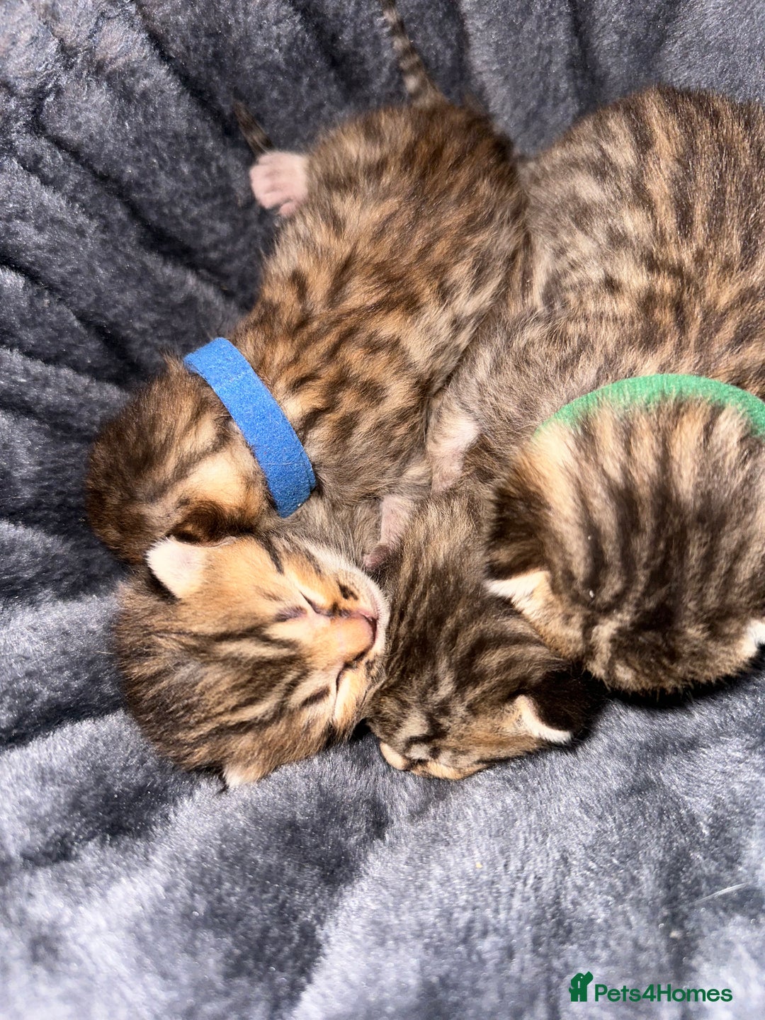 Bengal cats for sale: Stunning bengal x bsh kittens  - Advert 7