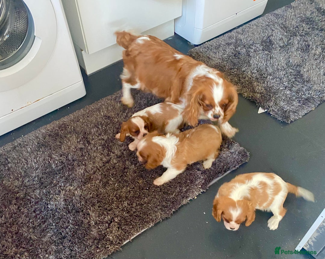 Cavalier King Charles Spaniel dogs for sale: Beautiful litter of King Charles Cavaliers - Image 22