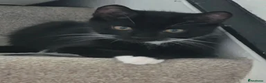 Domestic Shorthair 4