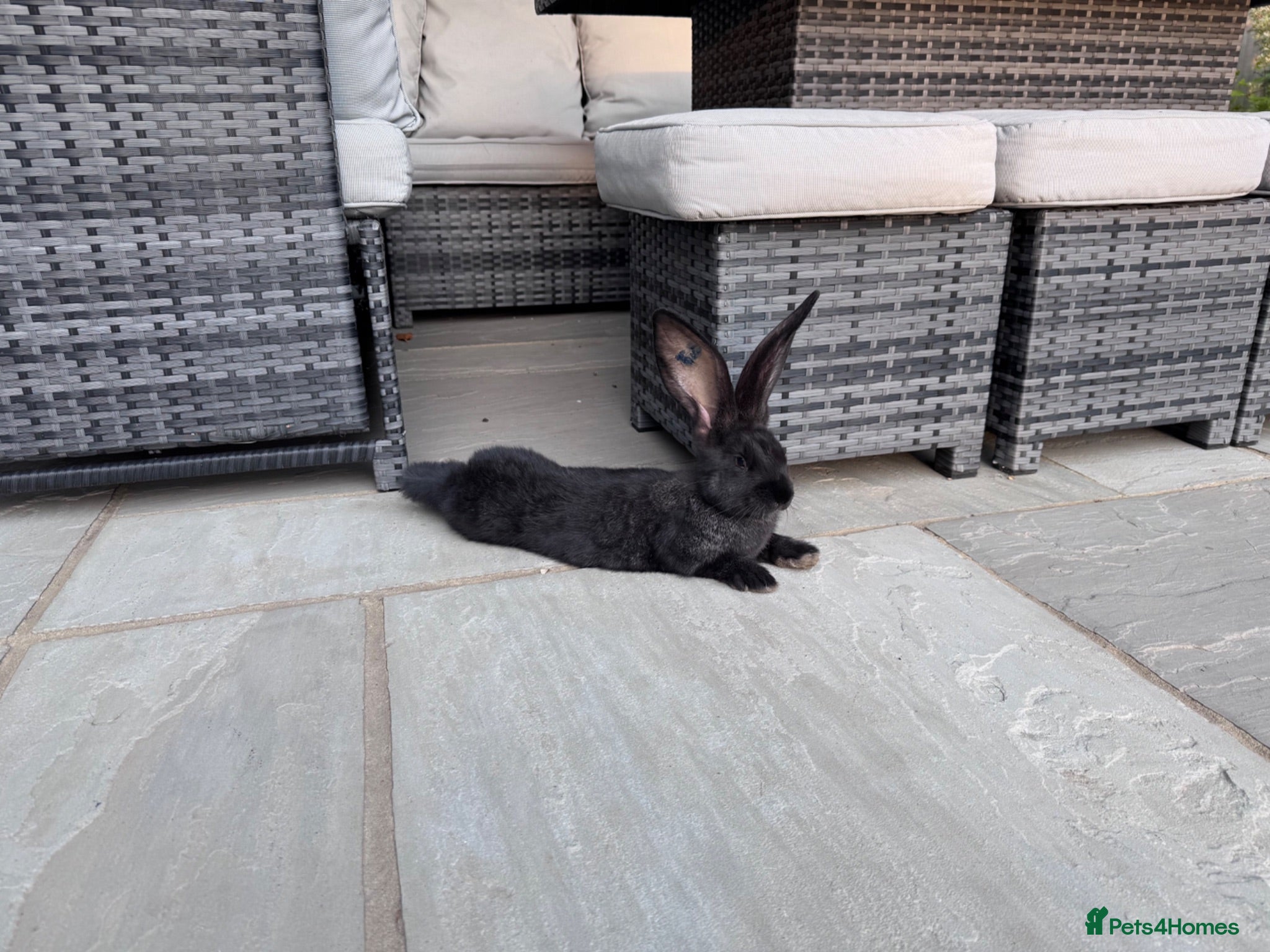 Continental Giant rabbits 4 Buck Continental Giants for sale - Advert 1