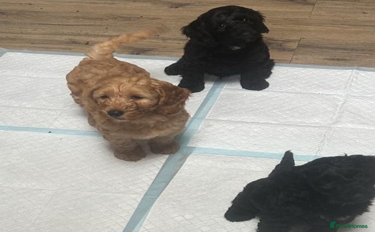 Cockapoo dogs - Advert 5