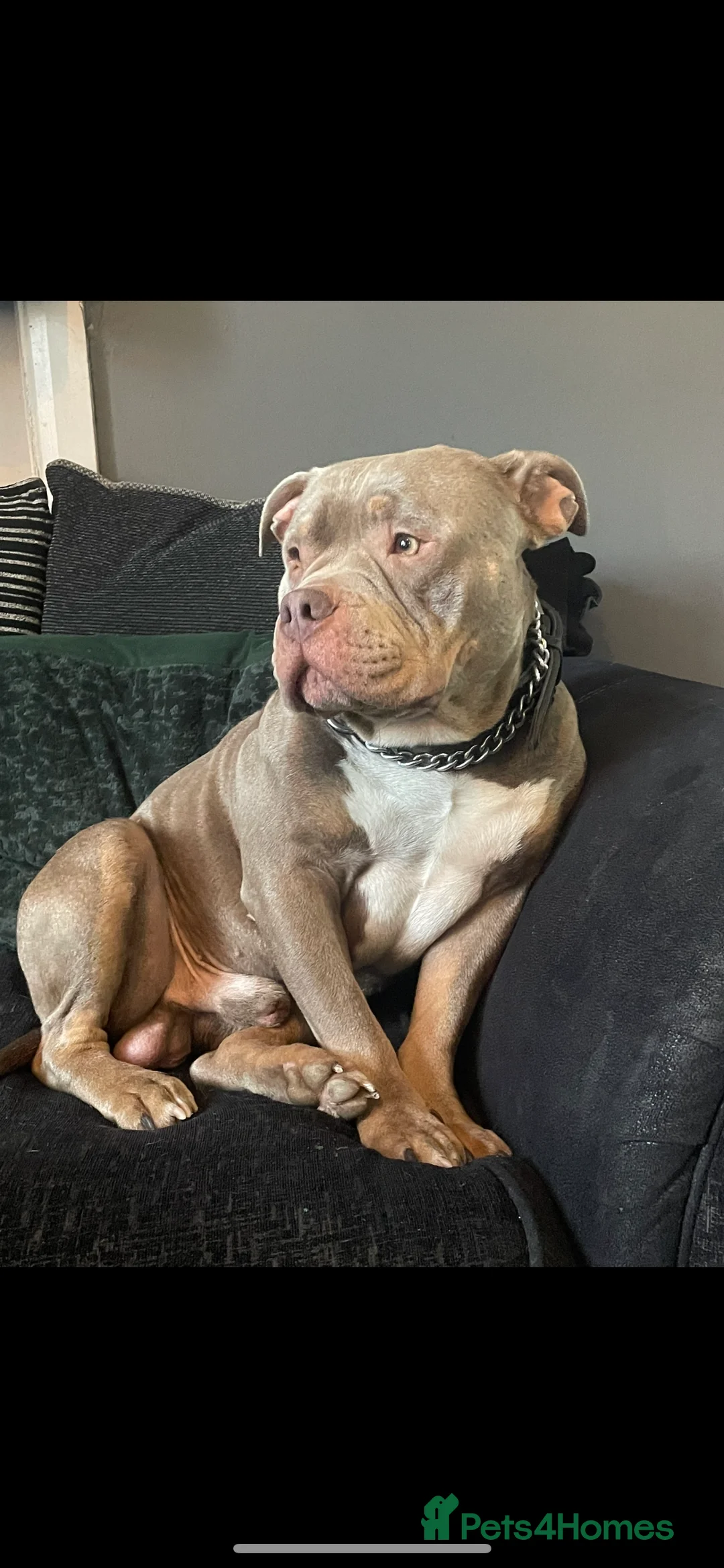 American Bully dogs for stud: ABKC REGISTERED POCKET BULLY STUD in Waterlooville - Advert 13