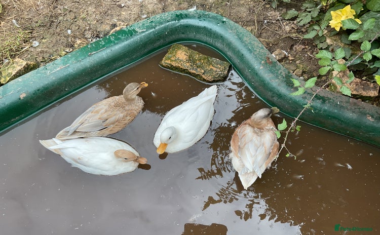 Ducks poultry - Advert 11