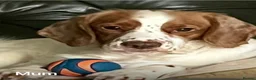 Cocker Spaniel dogs for sale: Working Cocker Spaniels - Advert 1