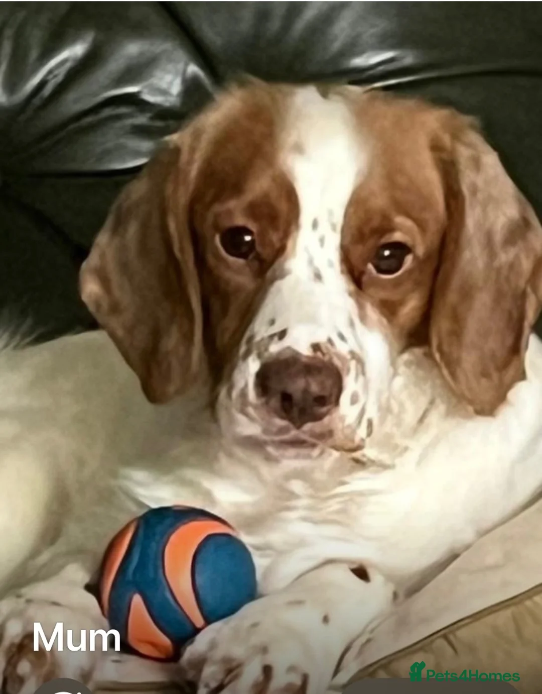 Cocker Spaniel dogs for sale: Working Cocker Spaniels - Advert 1