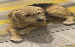 Yorkshire Terrier dogs for adoption: Sweet Daisy looking for LOVE  - Image 23