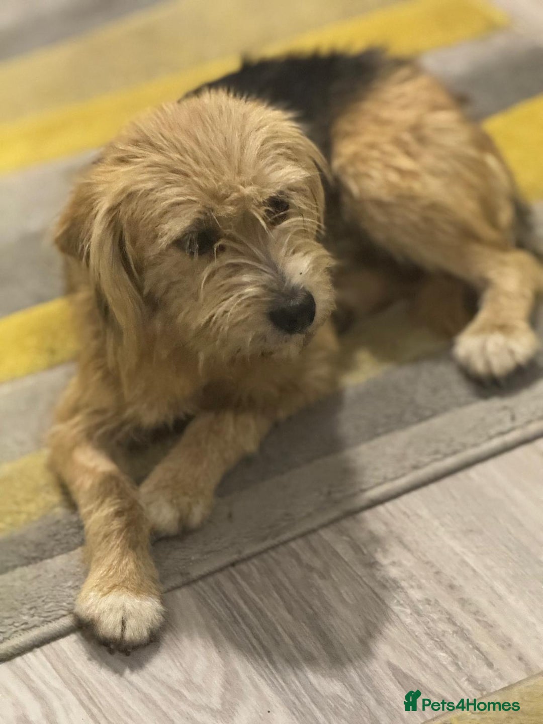 Yorkshire Terrier dogs for adoption: Sweet Daisy looking for LOVE  - Image 23