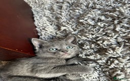Russian Blue cats for sale: Adorable Silver Grey Russian blue kittens - Image 4