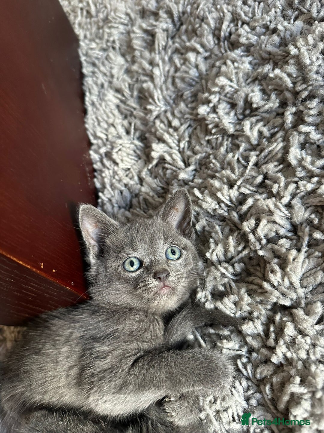 Russian Blue cats for sale: Adorable Silver Grey Russian blue kittens - Image 4