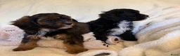 Cavapoo dogs for sale: Gorgeous F1 Cavapoo Boy Available Now - Advert 16