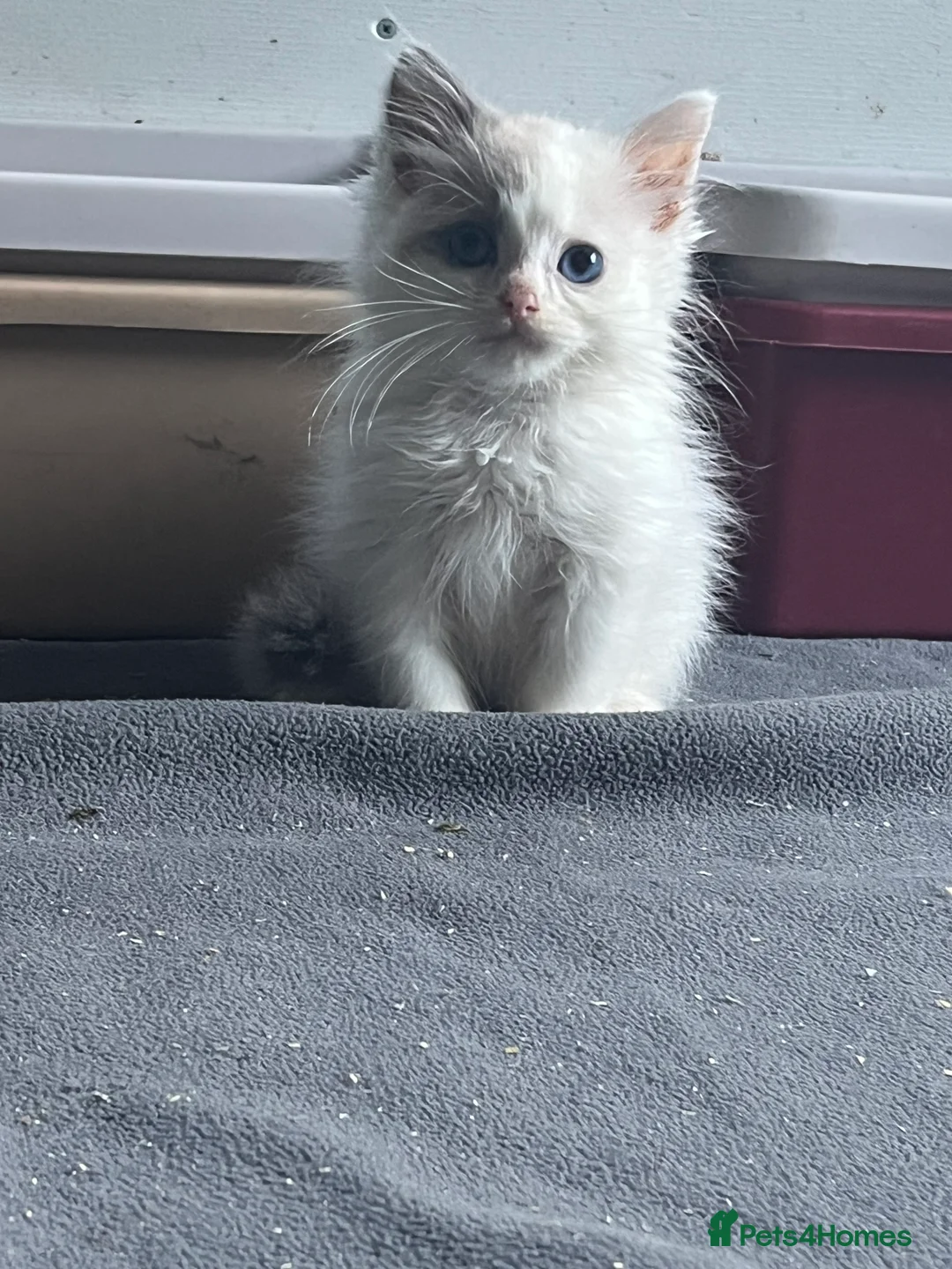 Ragdoll cats for sale: 🐈 Gorgeous Cherubim ragdoll kittens  - Advert 2