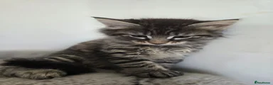 Maine Coon 6