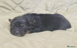 Mixed Breed dogs for sale: Pomeranian X Maltese maltipoms puppies rare  - Image 3