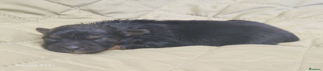 Mixed Breed Puppy 2