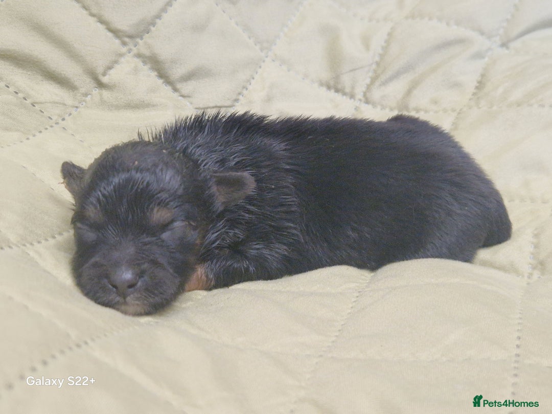 Mixed Breed dogs for sale: Pomeranian X Maltese maltipoms puppies rare  - Image 3
