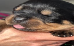 Rottweiler dogs for sale: Rottweiler  - Advert 31