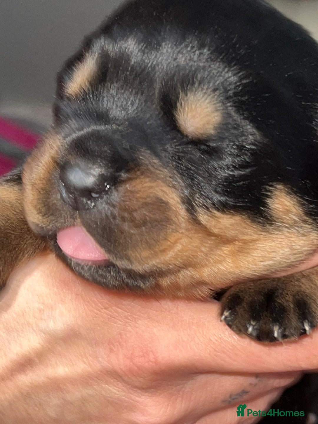 Rottweiler dogs for sale: Rottweiler  - Advert 31