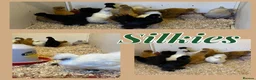 Chickens poultry for sale: Female bantams- Silkies, Polish, Pekins and Booted - Advert 4
