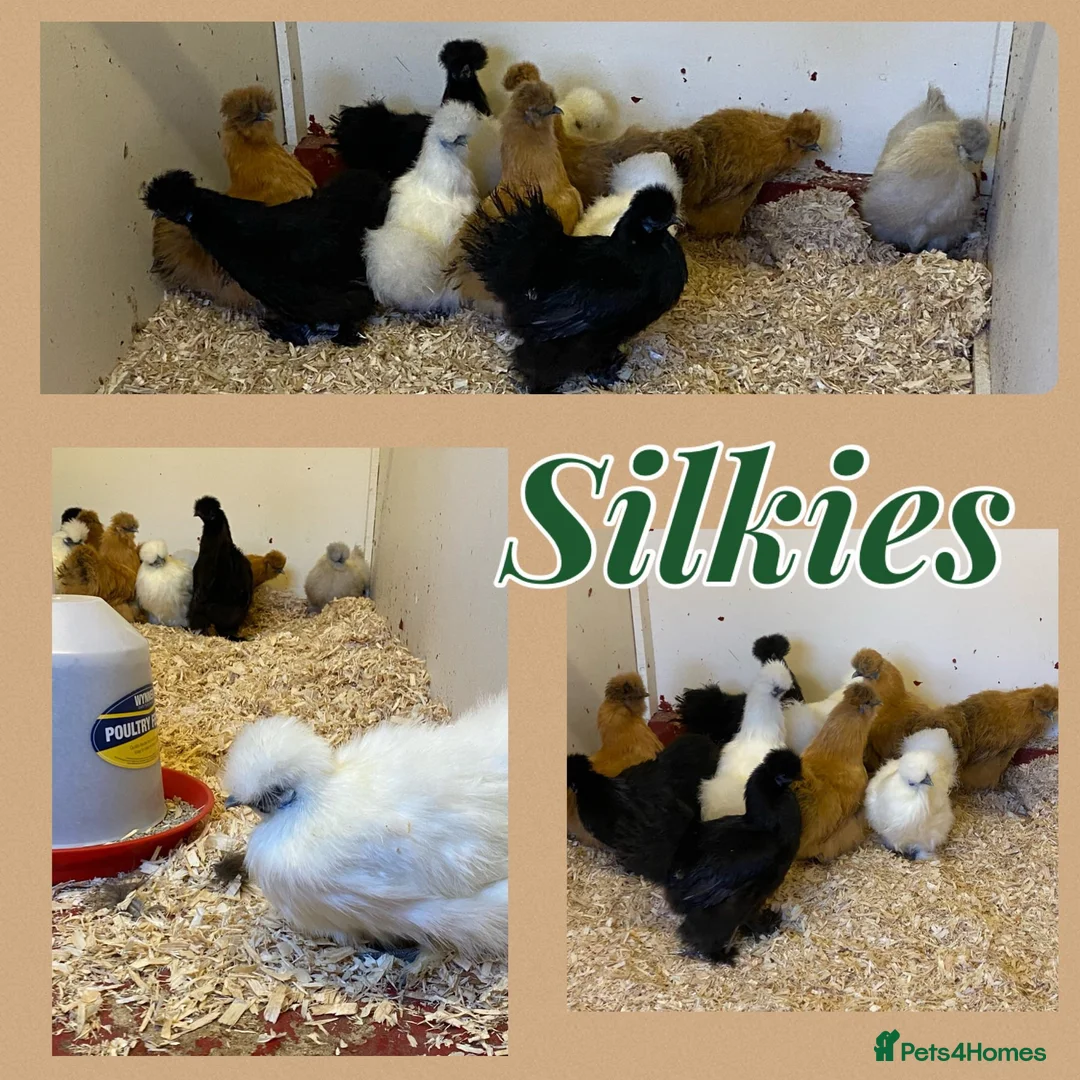 Chickens poultry for sale: Female bantams- Silkies, Pekins and Booted - Advert 1